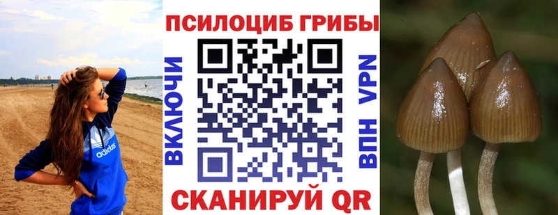 mega рабочий сайт Ряжск Галлюциногенные грибы Psilocybine cubensis